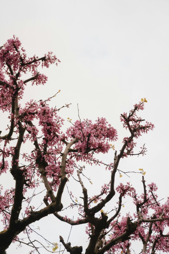 “Cherry blossom trees in full bloom in Hunza Valley during spring – best time to visit Pakistan”